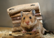 Hamster_S6 linke Seite B3