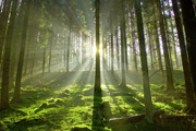 Wald_S9 B2
