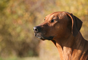 hund Info